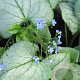 Brunnera macr. 'Looking Glass' GM P9