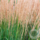 Calamagrostis acut. 'Waldenbuch' GM P9