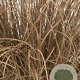 Carex comans 'Bronco' GM P9