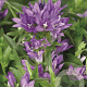 Campanula glom. 'Acaulis' GM P9