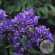 Campanula glom. 'Acaulis' GM P9