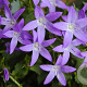 Campanula posch. 'Blauranke' GM P9
