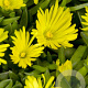 Delosperma congestum GM P9