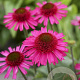 Echinacea Delicious Candy GM P9