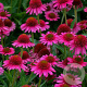 Echinacea Delicious Candy GM P9