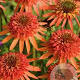 Echinacea 'Irresistible' GM P9