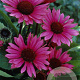 Echinacea p. 'Fatal Attraction' GM P9