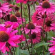 Echinacea p. 'JS Stiletto' GM P9
