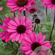 Echinacea p. Powwow Wild Berry GM P9