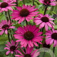 Echinacea p. Powwow Wild Berry GM P9