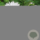 Echinacea p. 'Virgin' GM P9