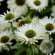Echinacea p. 'Virgin' GM P9