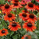 Echinacea Sunseekers Orange GM P9