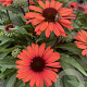 Echinacea Sunseekers Orange GM P9
