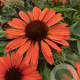 Echinacea Sunseekers Orange GM P9