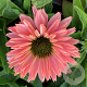 Echinacea Sunseekers Salmon GM P9