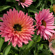 Echinacea Sunseekers Salmon GM P9