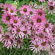 Echinacea t. Rocky Top Hybrids GM P9
