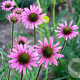 Echinacea t. Rocky Top Hybrids GM P9