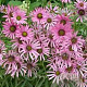 Echinacea t. Rocky Top Hybrids GM P9