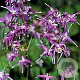 Epimedium gr. 'Lilafee' GM P9