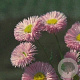 Erigeron 'Rosa Juwel' GM P9