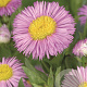 Erigeron 'Rosa Juwel' GM P9