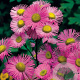 Erigeron 'Rosa Juwel' GM P9