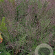 Eragrostis spect. 'Purpurflirren' GM P9