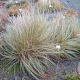 Eragrostis trichodes GM P9