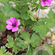 Geranium 'Elworthy Eyecatcher' GM P9