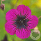 Geranium procurrens 'Sandrine' GM P9