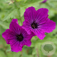 Geranium 'Red Admiral' GM P9