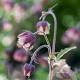 Geum rivale GM P9