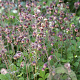 Geum rivale GM P9