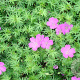 Geranium sang. 'Aviemore' GM P9