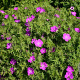 Geranium sang. 'Elsbeth' GM P9