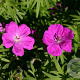 Geranium sang. 'Elsbeth' GM P9