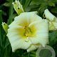 Hemerocallis 'Longfields Pearl' GM P9