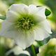 Helleborus o. 'Pretty Ellen White' GM P9