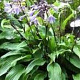 Hosta 'Invincible' GM P9