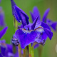 Iris sib. 'Caesar's Brother' GM P9