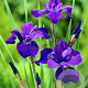 Iris sib. 'Caesar's Brother' GM P9