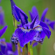 Iris sib. 'Caesar's Brother' GM P9