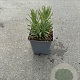 Lavandula ang. 'Arctic Snow' GM P9