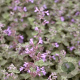 Nepeta 'Six Hills Gold' GM P9
