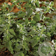 Origanum vulg. 'Hot Spicy' GM P9