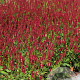Persicaria a. Bonfire GM P9