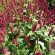 Persicaria a. Bonfire GM P9