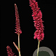 Persicaria a. Bonfire GM P9